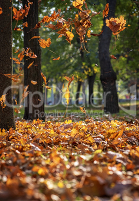 Falling dry maple leaves in autumn park