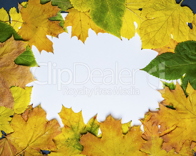 yellow and green leaves of maple and mulberry on a white backgro