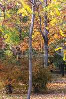 autumn forest, selective focus