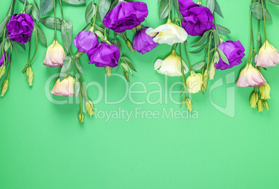 fresh blooming flowers Eustoma Lisianthus