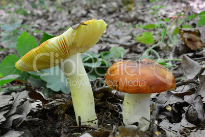 Russula aurea growing from forest soil