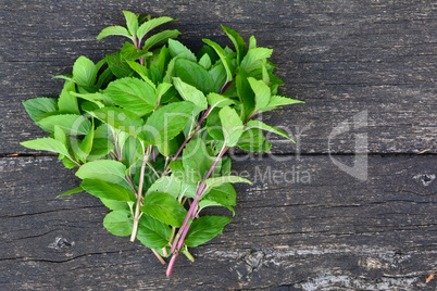 Mentha aquatica or Water mint on table