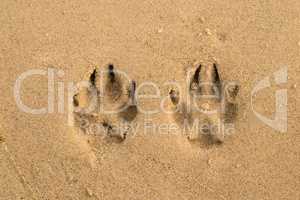 track on a beach, dog