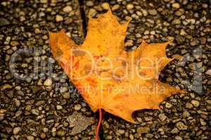 maple leaf in autumnal colors