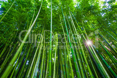 Bamboo forest in Anduze, France