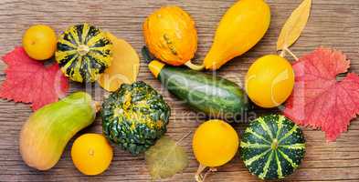 Autumn still life with pumpkins