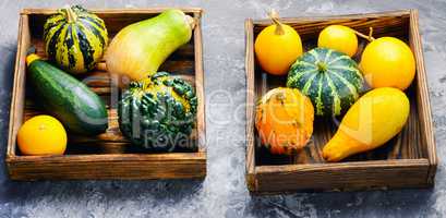 Colorful pumpkin collection