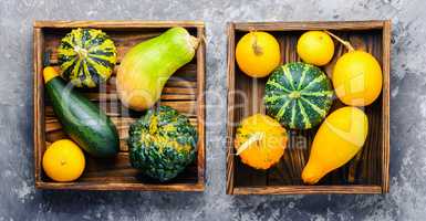 Autumn still life with pumpkins