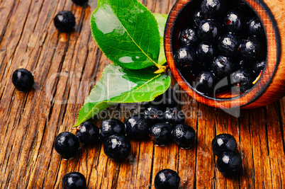 Chokeberry with leaf