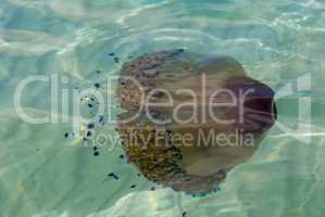 Cotylorhiza Mediterranean jellyfish in the sea near the coast of Greece
