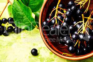 Chokeberry with leaf