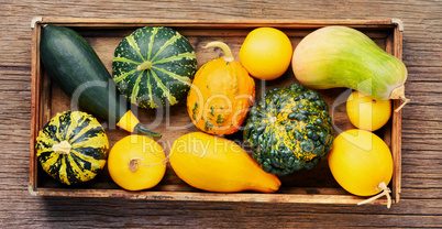 Autumn still life with pumpkins