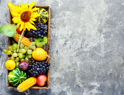 Beautiful autumn harvest