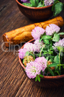 Healing plant clover