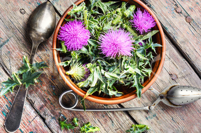 Onopordum and herbalism.Thistle