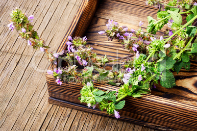 Nepeta,healing herbs and Herbalism