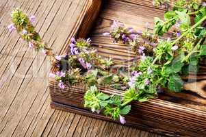 Nepeta,healing herbs and Herbalism