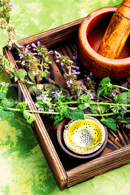 Nepeta,healing herbs and Herbalism