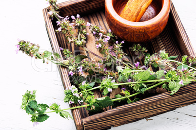 Nepeta,healing herbs and Herbalism