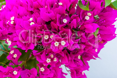 Bright pink purple bougainvillea flowers as floral background. Close - up of bougainvillea flowers