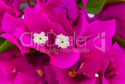 Bright pink purple bougainvillea flowers as floral background. Close - up of bougainvillea flowers