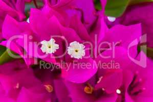 Bright pink purple bougainvillea flowers as floral background. Close - up of bougainvillea flowers