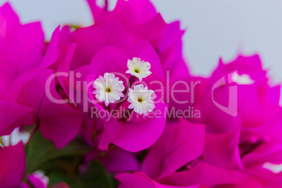 Bright pink purple bougainvillea flowers as floral background. Close - up of bougainvillea flowers