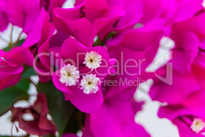 Bright pink purple bougainvillea flowers as floral background. Close - up of bougainvillea flowers