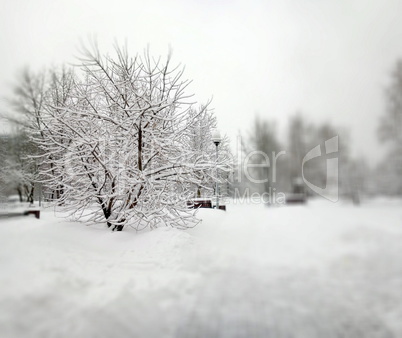 city park after snowfall at day