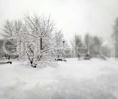 city park after snowfall at day