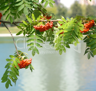 ashberry at dry sunny day