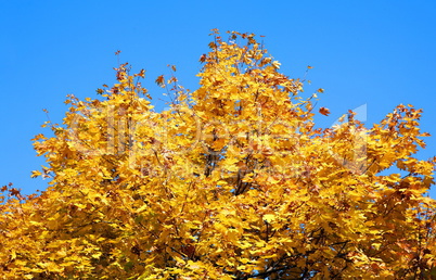 yellow maple tree