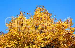 yellow maple tree