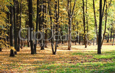 trees in autumn day