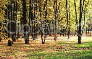 trees in autumn day