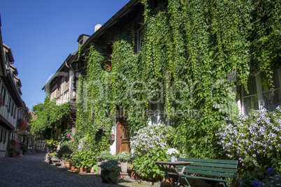 City of Gengenbach, half-timbered house with ivy and flowers