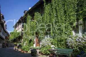 City of Gengenbach, half-timbered house with ivy and flowers