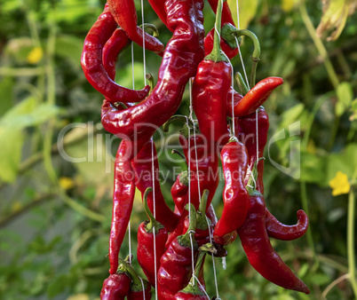 red raw ripe hot chili peppers hanging on a rope