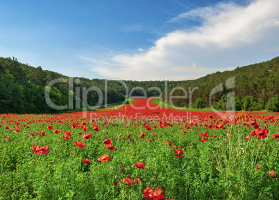 Valley with many blooming red poppies