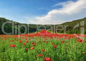 Valley with many blooming red poppies