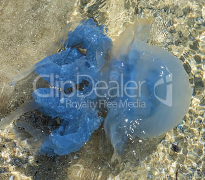 blue  sea jellyfish under water