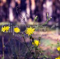yellow flowers Crepis tectorum