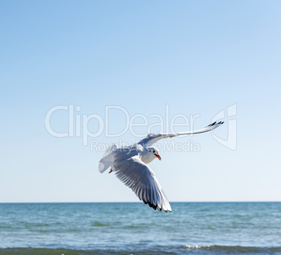 flying seagull