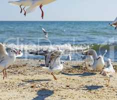 flock of white sea gulls on the sandy coast of the Black Sea