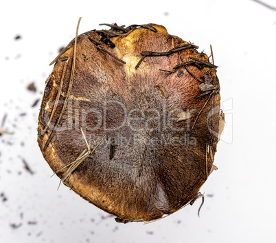 brown cap fresh mushroom Suillus luteus