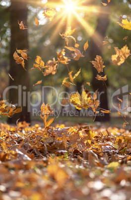 falling dry yellow maple leaves in the rays of a bright sun