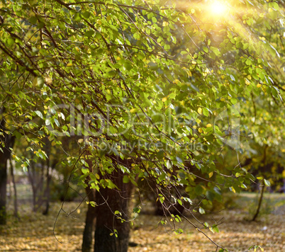 birch branches with green leaves