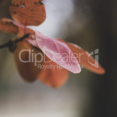 leaves of Cotinus coggygria in autumn