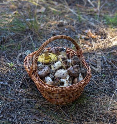 edible wild mushrooms in a brown wicker basket