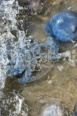 dead jellyfish on the Black Sea shore on a summer day